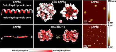 Graphical abstract: A secondary structure within small peptides guiding spontaneous self-aggregation and nanoparticle formation