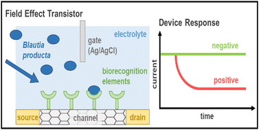 Graphical abstract: A Blautia producta specific gFET-based aptasensor for quantitative monitoring of microbiome quality