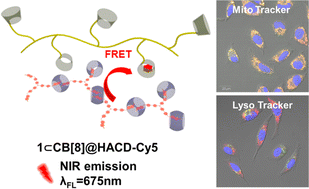 Graphical abstract: Cucurbit[8]uril-mediated triphenylamine coumarin derivative cascade assembly for NIR targeted cell imaging
