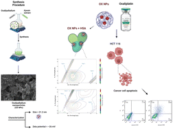 Graphical abstract: Ajwain-assisted synthesis of oxalipalladium nanoparticles for colorectal cancer treatment: enhanced anticancer activity and protein interaction profiling