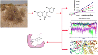 Graphical abstract: Unraveling molecular mechanisms of β-glucuronidase inhibition by flavonoids from Centaurea scoparia: integrated in silico and in vitro insights