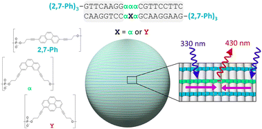 Graphical abstract: Supramolecular assembly of phenanthrene–DNA conjugates into light-harvesting nanospheres