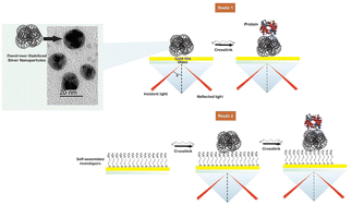Graphical abstract: Exploring the versatility of dendrimer-stabilized silver nanoparticle platforms: synthesis, characterization, and protein immobilization for enhanced biosensing applications