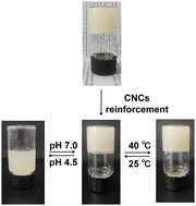 Graphical abstract: Cellulose nanocrystal-reinforced thermally responsive dynamic hydrogel
