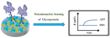 Graphical abstract: Potentiometric sensing of glycoprotein: targeting alpha-fetoprotein detection