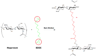 Graphical abstract: Heparosan crosslinked hydrogels for injectable dermal fillers: fabrication, physicochemical properties and biocompatibility