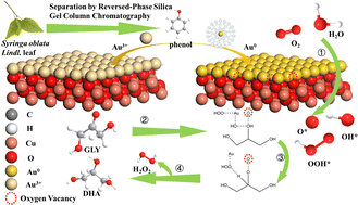 Graphical abstract: Plant-mediated biosynthesized Au/CuO catalysts for efficient glycerol oxidation to 1,3-dihydroxyacetone: effect of biomass component on catalytic activity