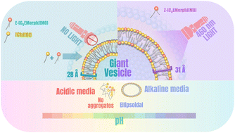 Graphical abstract: Photo- and pH-responsive giant vesicles: harnessing the properties of surface-active ionic liquids in designing dual-responsive catanionic vesicles