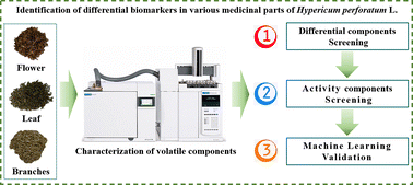 Graphical abstract: HS–SPME–GC–MS combined with machine learning methods for screening volatile quality indicators in Hypericum perforatum L.
