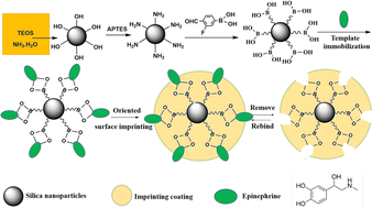Graphical abstract: Preparation of an epinephrine-oriented imprinted coating on silica nanoparticles for rapid, facile and selective extraction and determination of epinephrine from animal-derived foods