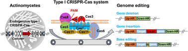 Graphical abstract: Unleashing the potential: type I CRISPR-Cas systems in actinomycetes for genome editing