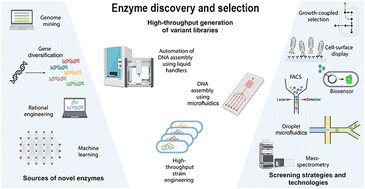 Graphical abstract: Accelerating enzyme discovery and engineering with high-throughput screening