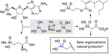 Graphical abstract: Recent advances in the biosynthetic studies of bacterial organoarsenic natural products