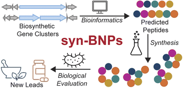 Graphical abstract: Synthetic-bioinformatic natural product-inspired peptides
