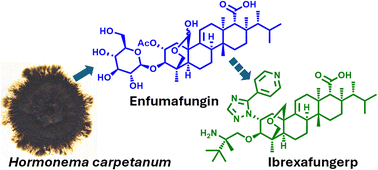 Graphical abstract: Fungerps: discovery of the glucan synthase inhibitor enfumafungin and development of a new class of antifungal triterpene glycosides