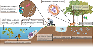 Graphical abstract: The chemical ecology and physiological functions of type I polyketide natural products: the emerging picture
