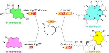 Graphical abstract: Enzymatic ester bond formation strategies in fungal macrolide skeletons