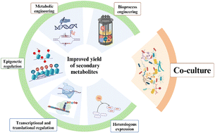 Graphical abstract: Harnessing microbial co-culture to increase the production of known secondary metabolites