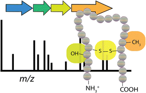 Graphical abstract: Illuminating the dark space of bioactive peptides with mass spectrometry