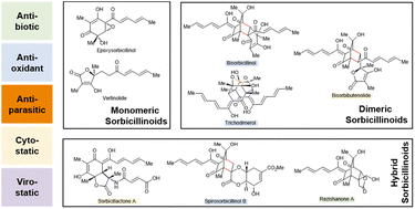 Graphical abstract: The fungal natural product class of the sorbicillinoids: structures, bioactivities, biosynthesis, and synthesis