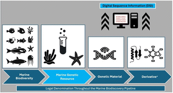 Graphical abstract: Unpacking policy developments in marine natural product research: a scientist's guide to DSI and BBNJ