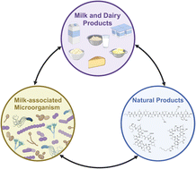 Graphical abstract: Microbial dynamics and Pseudomonas natural product production in milk and dairy products