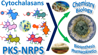 Graphical abstract: The cytochalasans: potent fungal natural products with application from bench to bedside