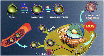 Graphical abstract: DON encapsulated carbon dot–vesicle conjugate in therapeutic intervention of lung adenocarcinoma by dual targeting of CD44 and SLC1A5