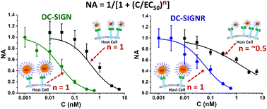 Graphical abstract: Probing scaffold size effects on multivalent lectin–glycan binding affinity, thermodynamics and antiviral properties using polyvalent glycan-gold nanoparticles