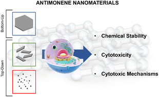 Graphical abstract: Interplay between the oxidation process and cytotoxic effects of antimonene nanomaterials