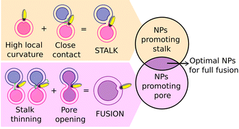 Graphical abstract: Nanoparticle induced fusion of lipid membranes