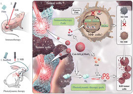 Graphical abstract: Macrophage reprogramming combined with enhanced photodynamic therapy increases the patency of malignant esophageal obstruction after stenting