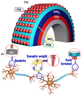 Graphical abstract: Harnessing a WOx-based flexible transparent memristor synapse with a hafnium oxide layer for neuromorphic computing