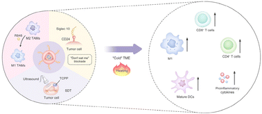 Graphical abstract: Engineering macrophage membrane-camouflaged nanoplatforms with enhanced macrophage function for mediating sonodynamic therapy of ovarian cancer