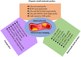 Graphical abstract: Fluorescent probes for imaging: a focus on atherosclerosis