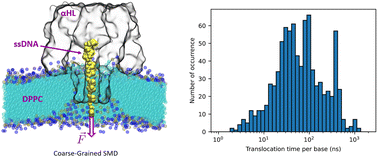 Graphical abstract: Exploring ssDNA translocation through α-hemolysin using coarse-grained steered molecular dynamics