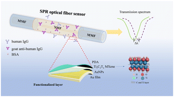 Graphical abstract: An enhanced SPR optical fiber biosensor using Ti3C2Tx MXene/AuNPs for label-free and sensitive detection of human IgG