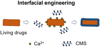 Graphical abstract: Interfacial-engineered living drugs with “ON/OFF” switching for oral delivery