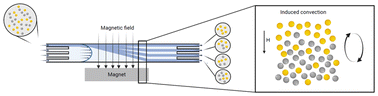 Graphical abstract: Influence of magnetic convection on separation efficiency in magnetophoretic microfluidic processes: a combined simulation and experimental study