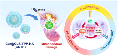 Graphical abstract: A copper missile-triggered power coalescence and death vortex within tumor cell mitochondria for synergistic cuproptosis/phototherapy/chemotherapy