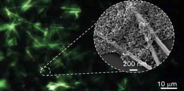 Graphical abstract: Localized three-photon upconversion enhancement in silver nanowire networks and its effect in thermal sensing