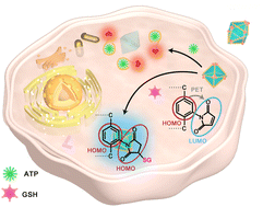 Graphical abstract: Synthesis of a metal–organic framework Cu-Mi-UiO-66-based fluorescent nanoprobe for the simultaneous sensing and intracellular imaging of GSH and ATP
