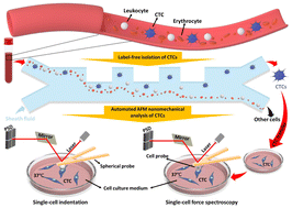 Graphical abstract: Atomic force microscopy combined with microfluidics for label-free sorting and automated nanomechanics of circulating tumor cells in liquid biopsy