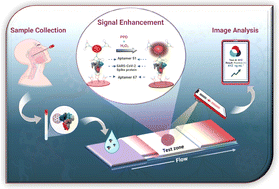 Graphical abstract: Enhancing chemical signal transformation in lateral flow assays using aptamer-architectured plasmonic nanozymes and para-phenylenediamine
