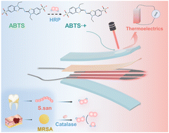 Graphical abstract: Laser-assisted thermoelectric-enhanced hydrogen peroxide biosensors based on Ag2Se nanofilms for sensitive detection of bacterial pathogens