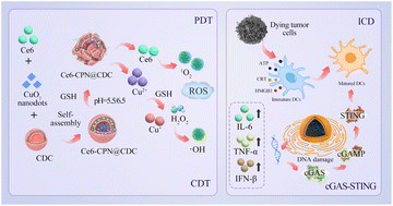 Graphical abstract: H2O2 self-supplying nanoparticles for chemodynamic and synergistic photodynamic therapy to augment cGAS/STING activation