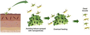 Graphical abstract: Nanoparticles alter locust development and behaviour