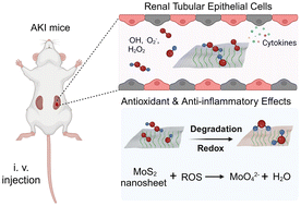 Graphical abstract: Engineered molybdenum disulfide nanosheets as scavengers against oxidative stress inhibit ferroptosis to alleviate acute kidney injury