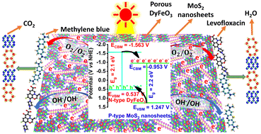 Graphical abstract: Mechanistic insights into the enhanced photocatalytic efficiency of MoS2-tuned DyFeO3 heterojunction nanocomposites for pollutant degradation