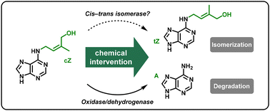 Graphical abstract: Flavin mononucleotide regulated photochemical isomerization and degradation of zeatin